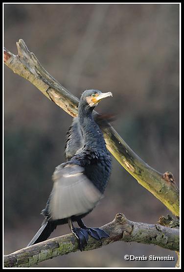 Grand cormoran se séchant le plumage